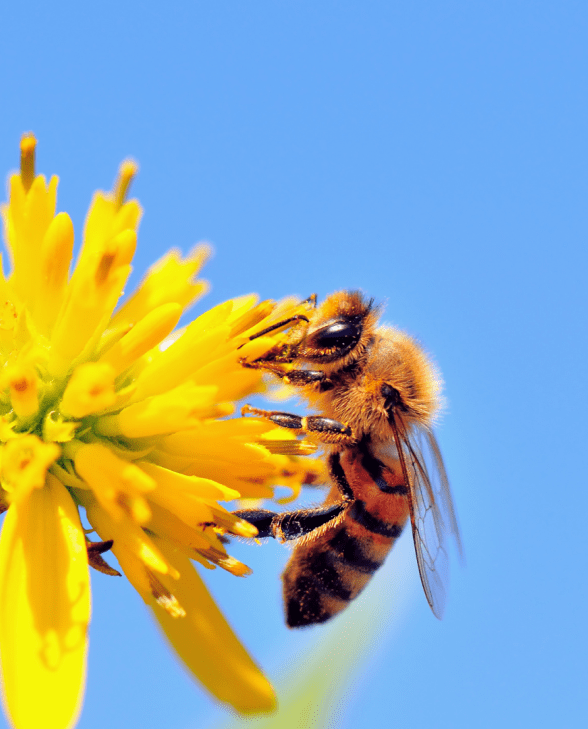 Sierra Allergy Asthma and Sinus Center - Expert Allergist in Merced