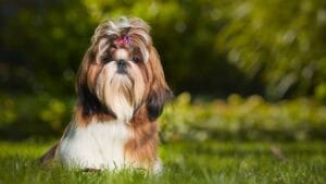 best dogs for allergy and asthma Patients