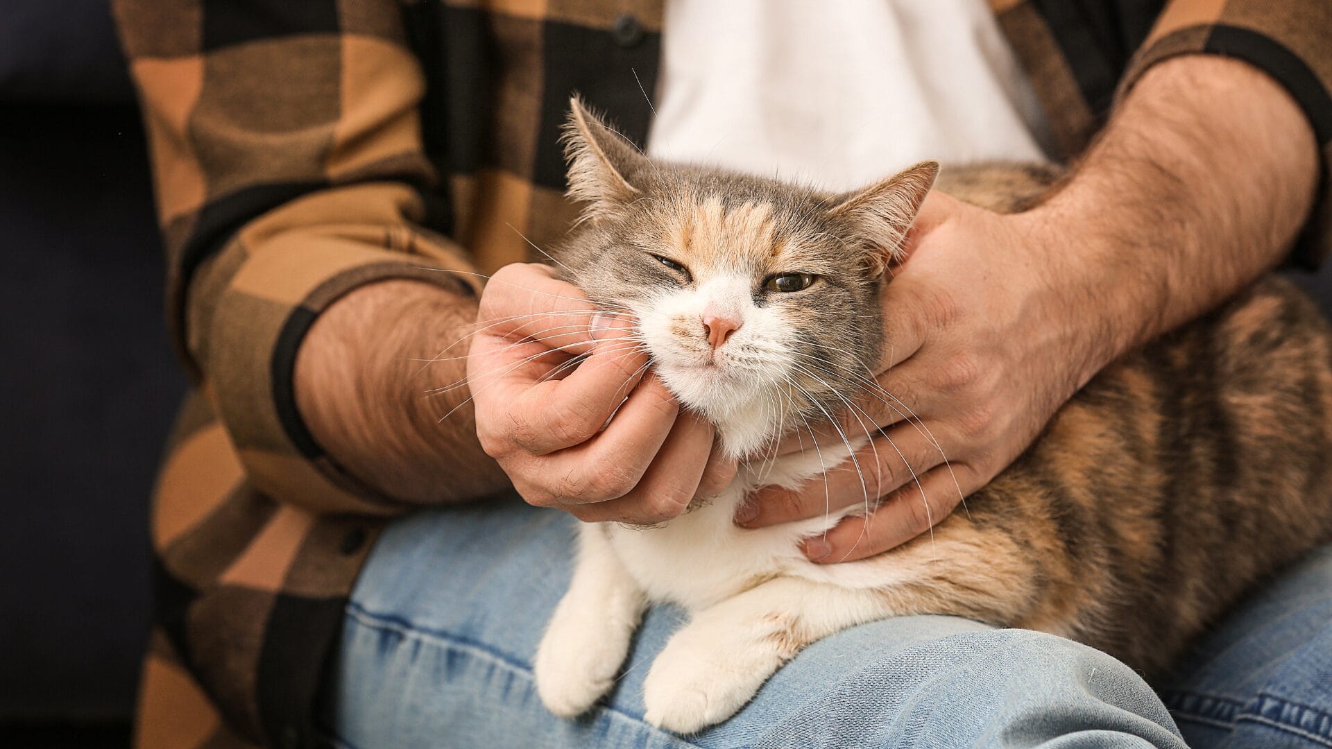 How to get rid of cat allergies naturally