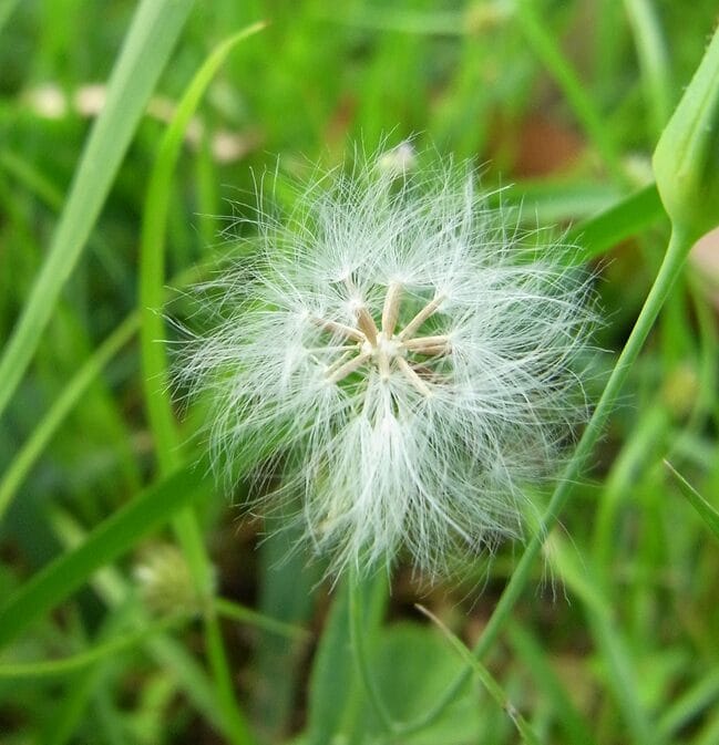 Expert seasonal allergy treatment in Fresno