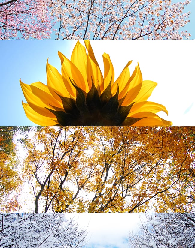 Identifying symptoms of hay fever and pollen allergy