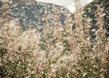 Causes of spring allergies like pollen and mold