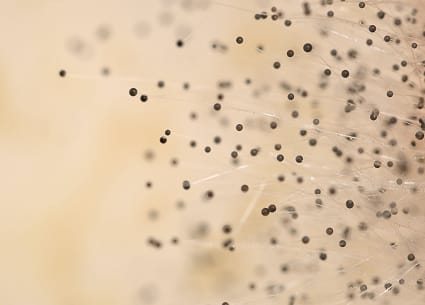 Causes of spring allergies like pollen and mold