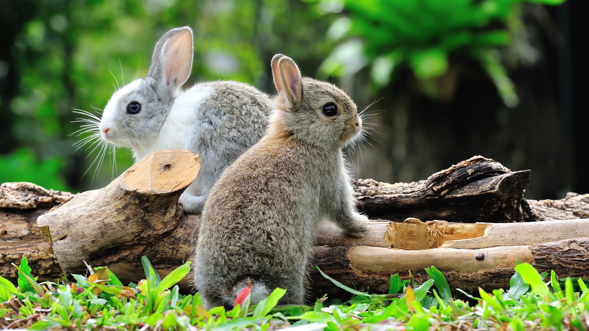 Are rabbits hypoallergenic? what allergy sufferers should know