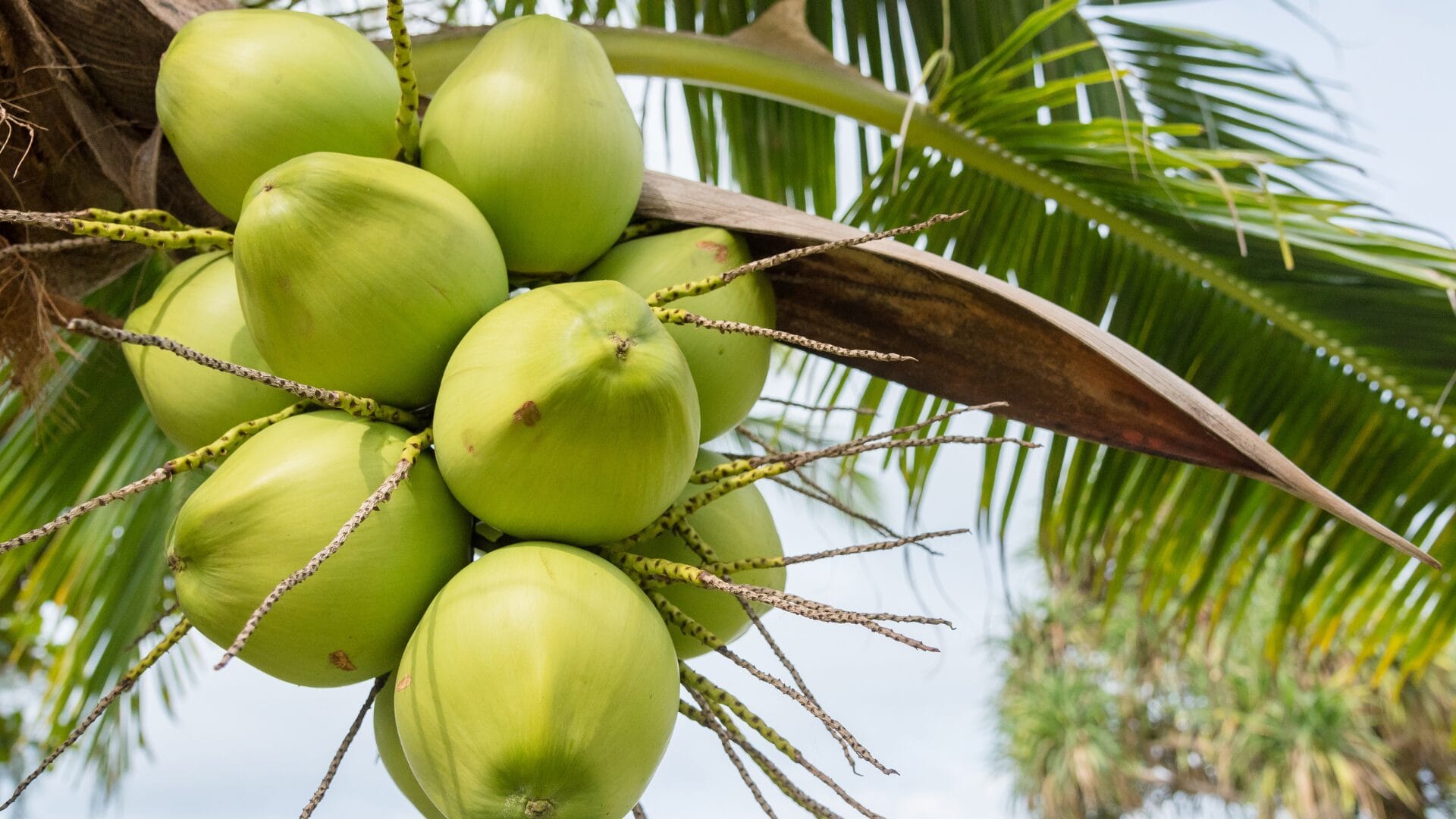 Is coconut oil good for eczema? benefits, risks, and remedies
